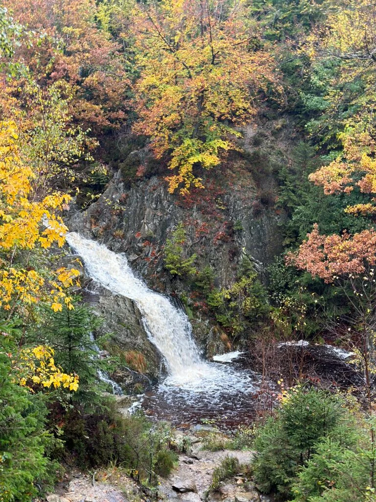 Moment de découverte avec un alpaga au Domaine des Hautes Fagnes