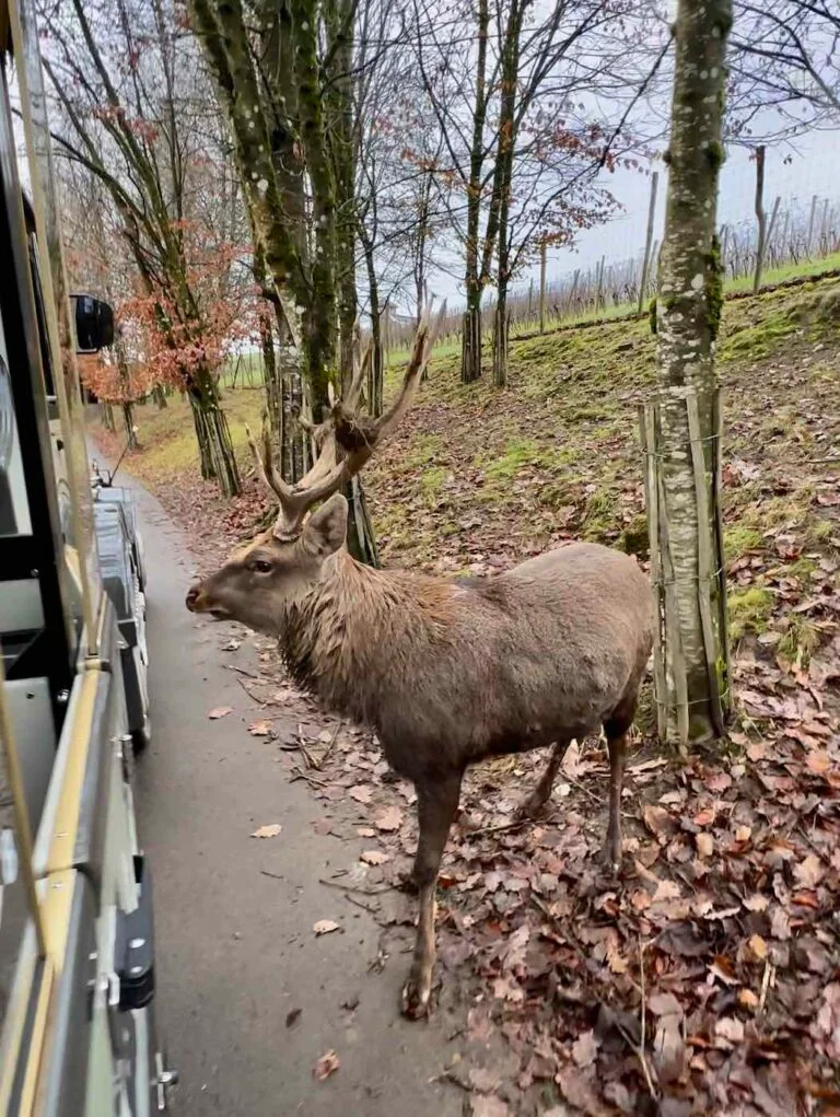 Décor du restaurant de la Brasserie de Rochehaut avec un cerf naturalisé