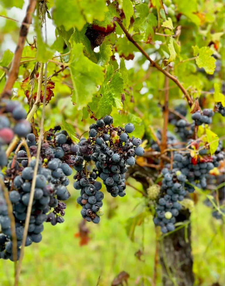 Grappes de raisin mûres dans un vignoble de Dordogne