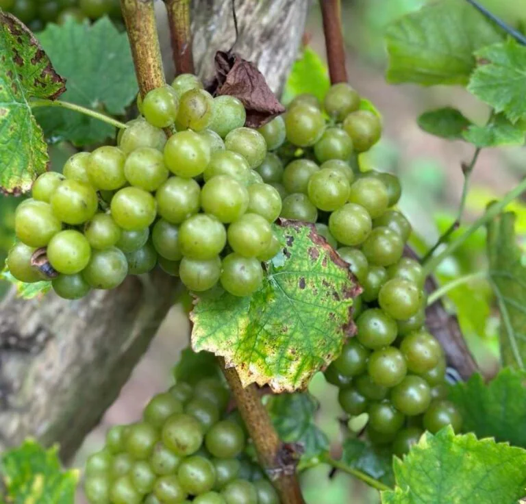 Rangs de vignes du Domaine de Biamont dans la campagne brabançonne