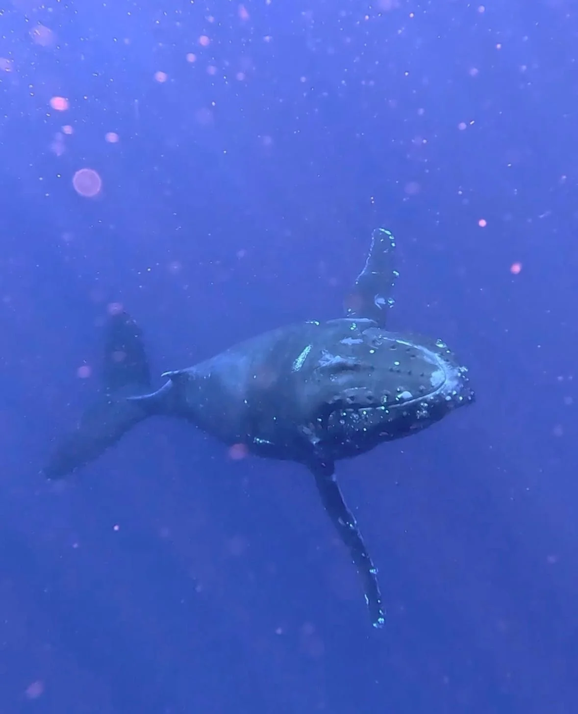 Baleine à bosse observée dans les eaux de La Réunion